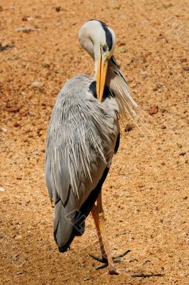 Grey Heron