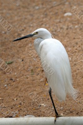 Egret Egret