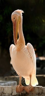 White Pelican White Pelican
