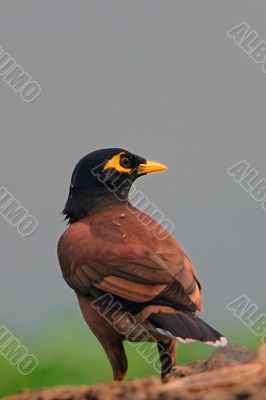 Mynah Mynah