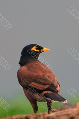 Mynah