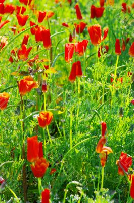 Close up of common poppies