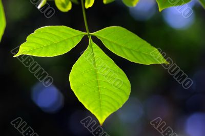 green leaves, shallow focus on the dark background