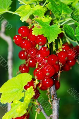 Red currant