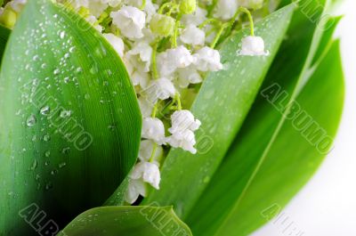 Lily-of-the-valley