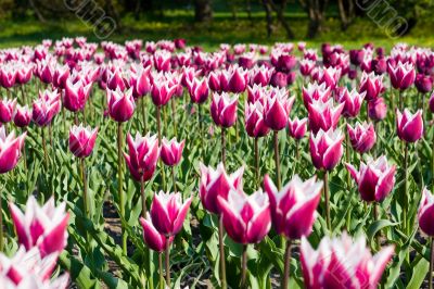 flowers flowers
