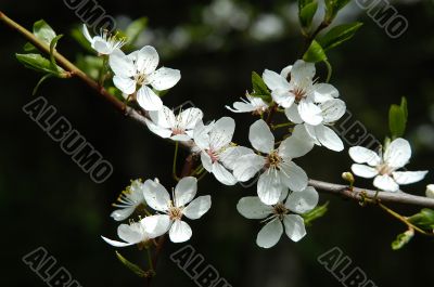 april blossom april blossom