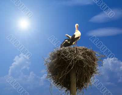 stork family in the nest under blue sky