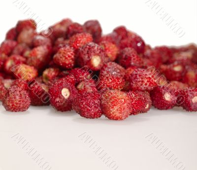 strawberry and wild strawberry on the table with shadows