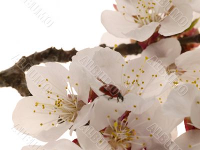 Detail view of a apricot tree flower, with insect Detail view of a apricot tree flower, with insect