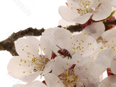 Detail view of a apricot tree flower, with insect