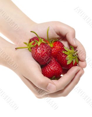 fresh tasty strawberry in human hands. icolated with clipping pa