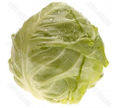 fresh cabbage. isolated with clippind path