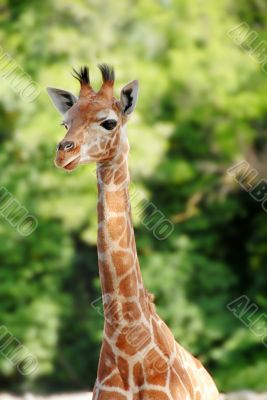 Giraffe