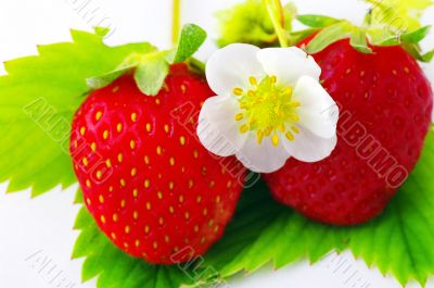 Strawberries and flowers on white background. Focus on the flowe