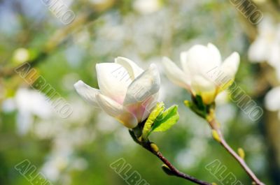 Spring Blossoms of a Magnolia