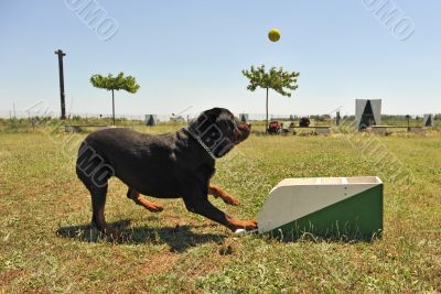 flyball
