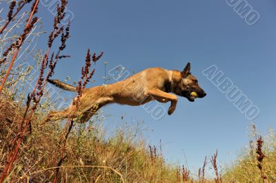 jumping malinois