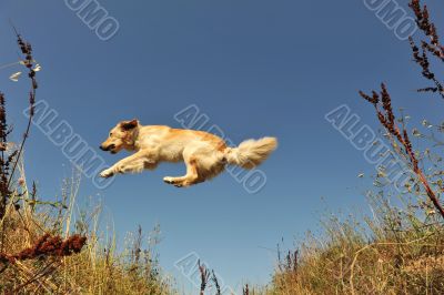 jumping dog