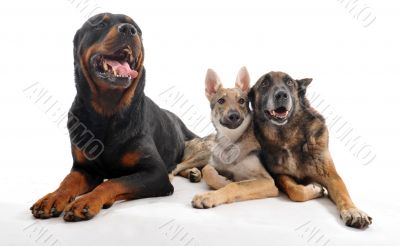 three dogs