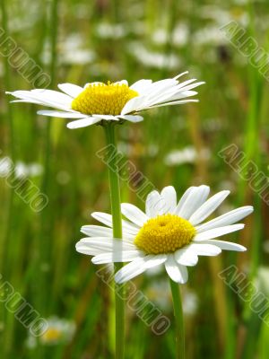 wild daisies