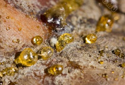 golden drops golden drops