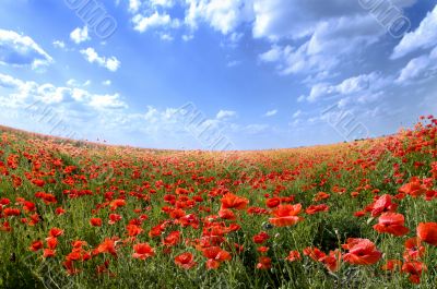 Poppy landscape on the sunny day