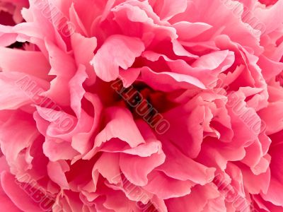 pink peony