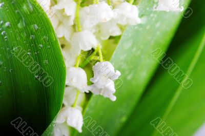 Lily-of-the-valley against a pale green background