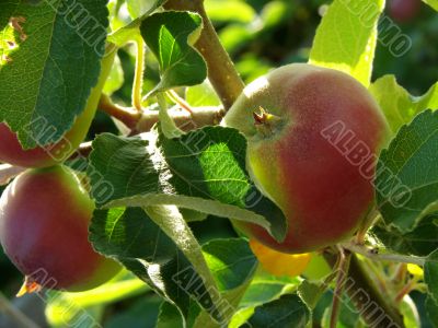 growing apples