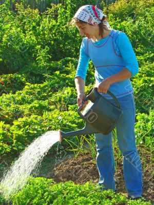 watering