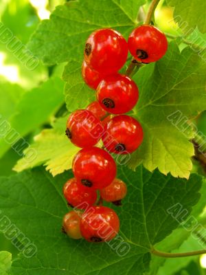 redcurrant