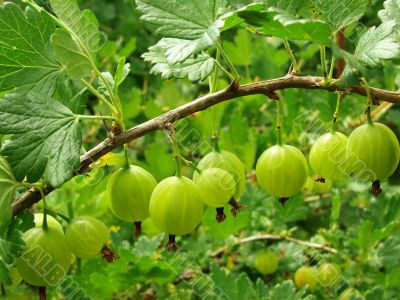 green gooseberries