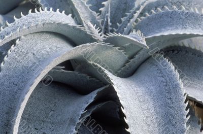 Agave. Wild nature flower
