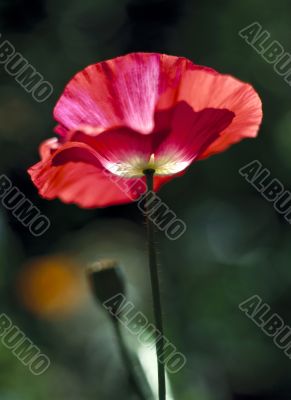 corn red blossom poppy