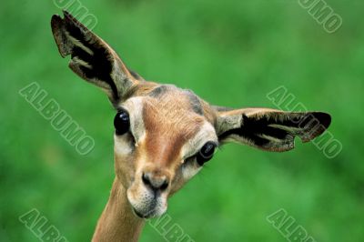 Gerenuk Face on green grass