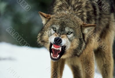 Snarling Gray Wolf in winter
