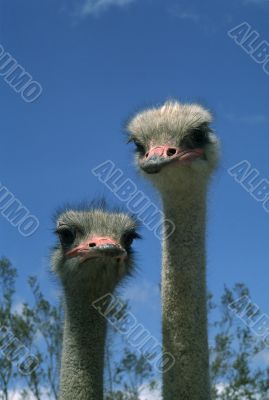 Two Ostrich Faces