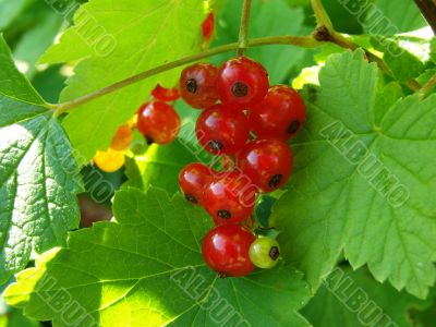 redcurrant