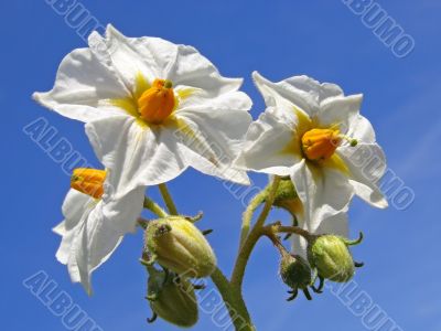 potato flowers