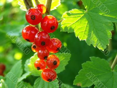 redcurrant bunch