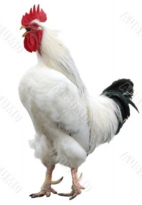 white cock isolated