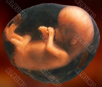 Fetus at Eight Weeks