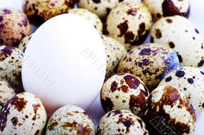 usual egg among unusual another