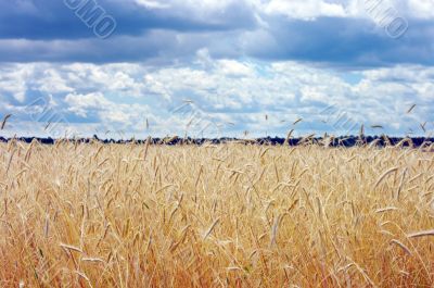 Golden wheat on the plant