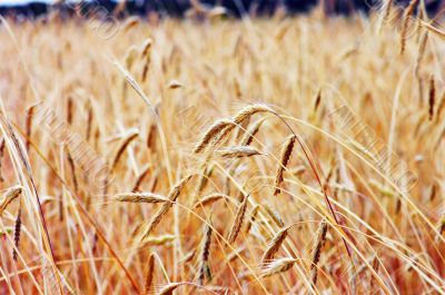 Golden wheat