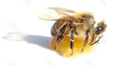 bee eating honey over white background