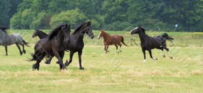 Nice herd with friesian horses also