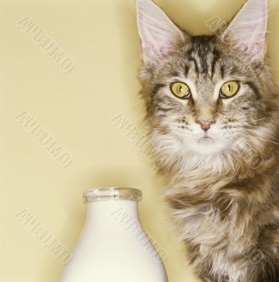 Cat Posing with Its Drink of Choice, Milk