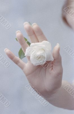 Woman`s Hand with White Rose